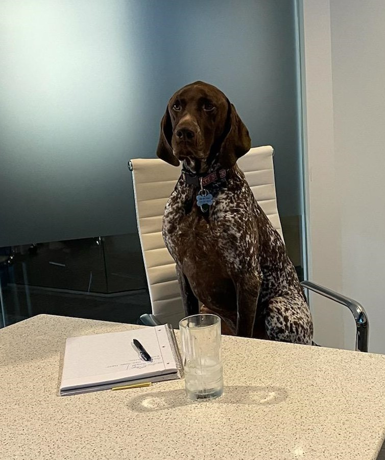 dog-1
